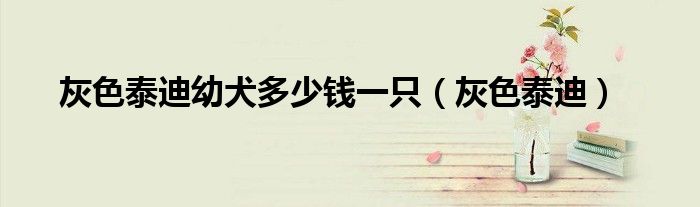 灰色泰迪幼犬多少钱一只（灰色泰迪）