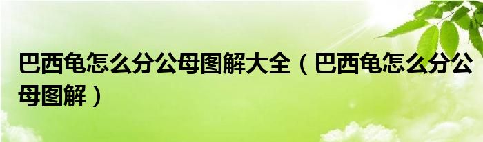 巴西龟怎么分公母图解大全（巴西龟怎么分公母图解）