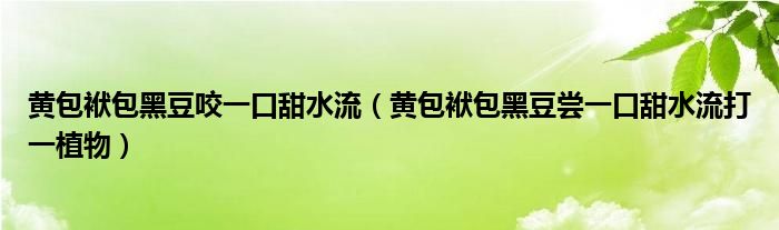 黄包袱包黑豆咬一口甜水流（黄包袱包黑豆尝一口甜水流打一植物）
