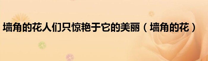 墙角的花人们只惊艳于它的美丽（墙角的花）