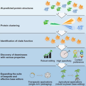 研究人员利用人工智能预测的蛋白质结构聚类开发新的碱基编辑工具
