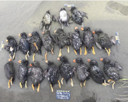 海滩调查显示海洋热浪导致海鸟大规模亡