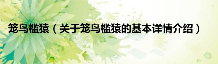笼鸟槛猿（关于笼鸟槛猿的基本详情介绍）