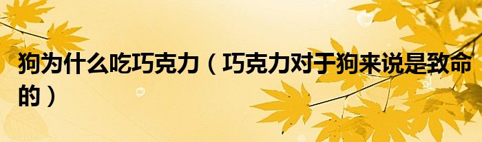 狗为什么吃巧克力（巧克力对于狗来说是致命的）