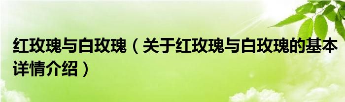 红玫瑰与白玫瑰（关于红玫瑰与白玫瑰的基本详情介绍）