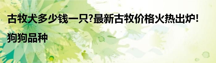 古牧犬多少钱一只?最新古牧价格火热出炉!|狗狗品种