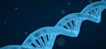 科学家将肥胖与性别和年龄特异性基因联系起来