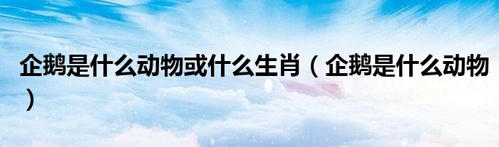 企鹅是什么动物或什么生肖（企鹅是什么动物）
