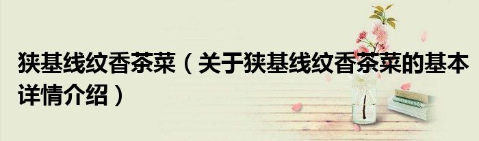 狭基线纹香茶菜（关于狭基线纹香茶菜的基本详情介绍）