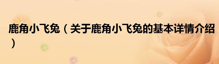 鹿角小飞兔（关于鹿角小飞兔的基本详情介绍）