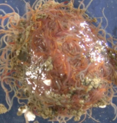 蠕虫聚集体利用不平坦的地形集体移动穿过狭窄的空间