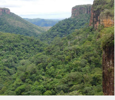 极端厄尔尼诺天气导致南美洲森林碳汇关闭