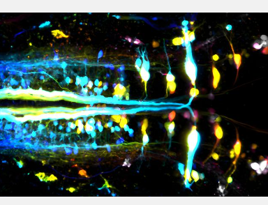 脊椎动物漫游的艺术参与运动的神经元的新映射