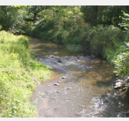 河流迅速变暖失去氧气研究发现水生生物面临危险
