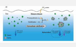 硅藻介导的钙化新途径及其对生物泵的影响