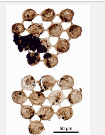 奇异的新化石揭示了古代浮游生物