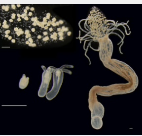 微生物组的发育细菌为其后代奠定基础