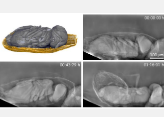 X射线方法能够对活体生物体进行长时间的微米分辨率成像