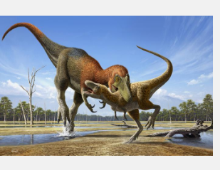 新研究表明幼年霸王龙化石是一种独特的小型霸王龙