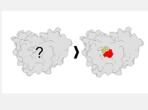 新方法阐明了蛋白质上的可药物位点