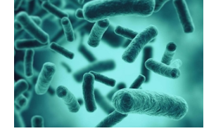 科学家发现了35种以前未知的细菌
