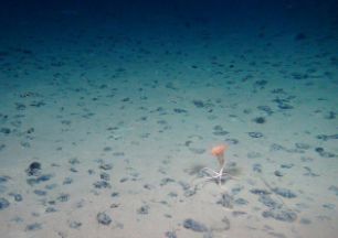 海底意想不到的生物多样性