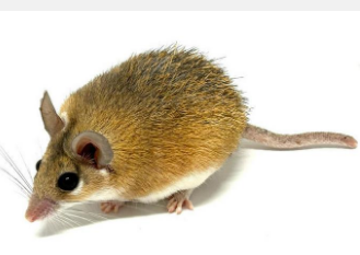 肯塔基大学的研究探讨了巨噬细胞如何调节多刺小鼠的再生愈合