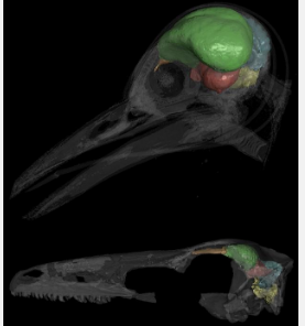 科学家指出大脑小脑的生长是鸟类飞行进化的关键