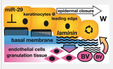 新研究证实了microRNA29在表皮修复中的重要作用