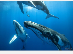 须鲸进化出了独特的喉部来进行交流但无法逃避人类的噪音