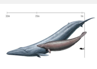 巨型鲸鱼化石的