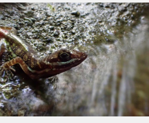 研究探索水肺潜水对蜥蜴的降温效果