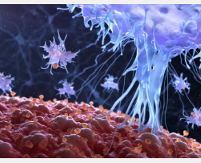 新研究揭示了免疫细胞的抗癌特性