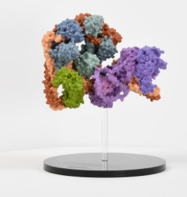 基本细胞机制的新生物学揭晓