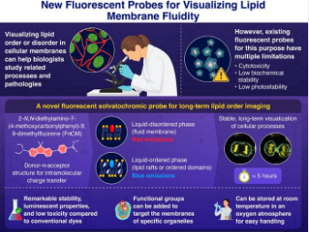 荧光染料的进展更好地可视化活细胞中的脂质膜顺序