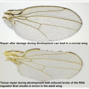 研究人员确定了果蝇再生的关键调节因子