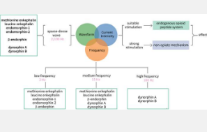不同参数电针调节内源性阿片肽系统