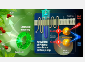 氨基酸的发现揭示了光如何使植物开放