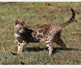 孟加拉猫的基因组有多野生