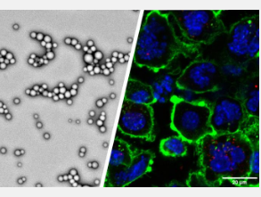 普渡大学的研究人员创造了生物相容性纳米粒子以增强癌症免疫疗法的全身递送