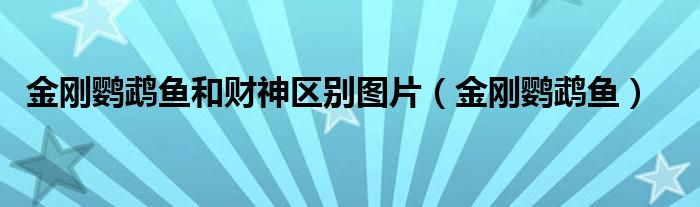 金刚鹦鹉鱼和财神区别图片（金刚鹦鹉鱼）