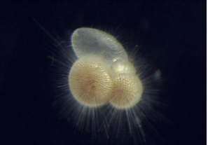 研究发现海洋浮游生物行为可以预测未来的海洋灭绝