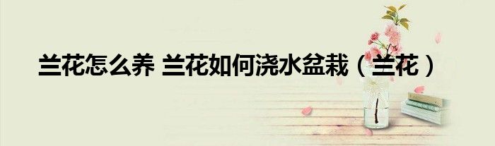 兰花怎么养 兰花如何浇水盆栽（兰花）