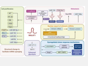 研究人员发现了长链非编码RNA MALAT1升高对血癌的影响