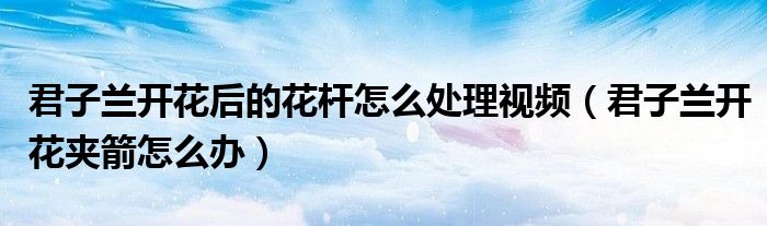 君子兰开花后的花杆怎么处理视频（君子兰开花夹箭怎么办）