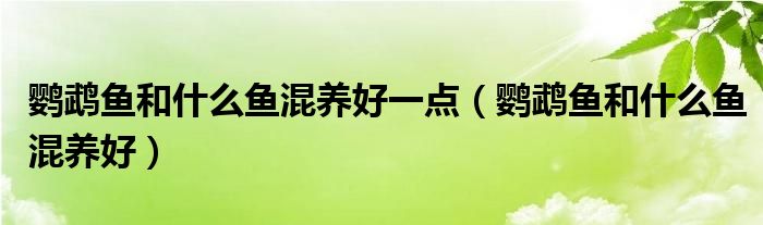 鹦鹉鱼和什么鱼混养好一点（鹦鹉鱼和什么鱼混养好）