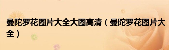 曼陀罗花图片大全大图高清（曼陀罗花图片大全）