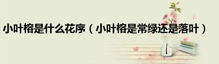 小叶榕是什么花序（小叶榕是常绿还是落叶）