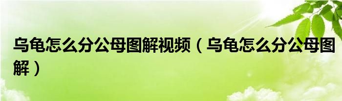 乌龟怎么分公母图解视频（乌龟怎么分公母图解）