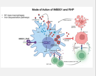 浦项科技大学和ImmunoBiome团队通过肿瘤微环境中的铁缺乏